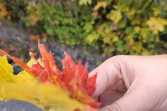 IMG_20251017_120131
