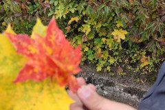 IMG_20251017_120134