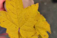 IMG_20251017_120206