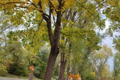 IMG_20251017_121331